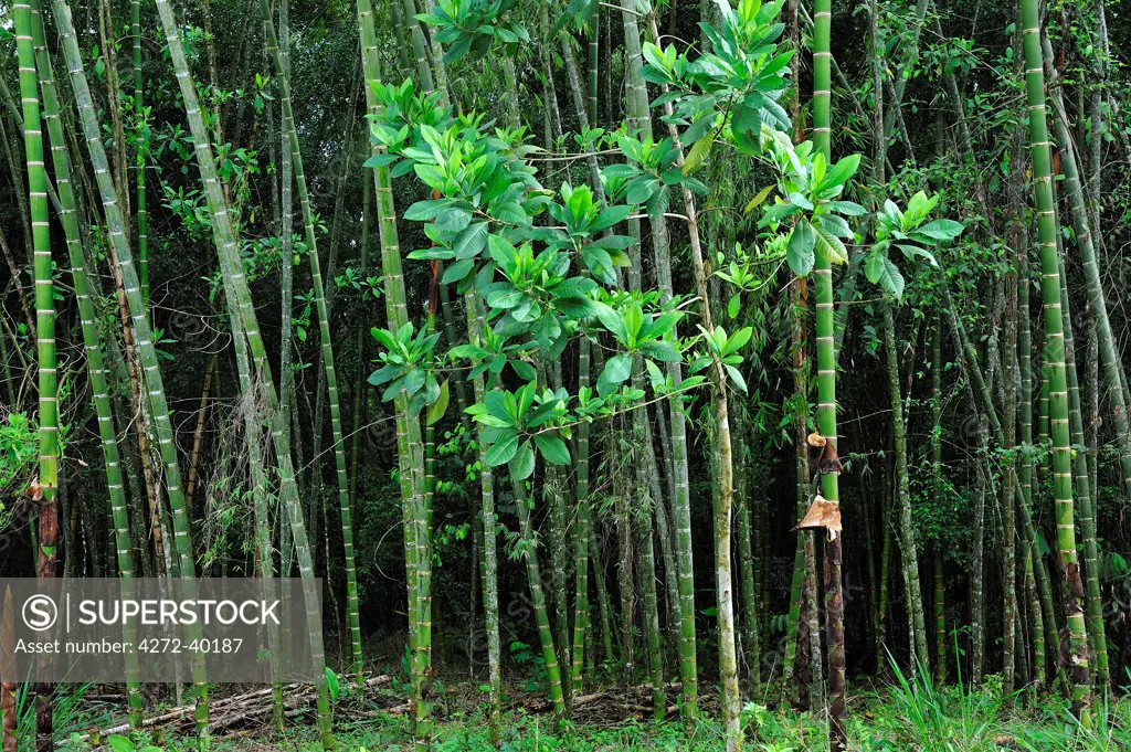 Bamboo Forest at Hacienda San Jose, Pereira, Colombia, South America