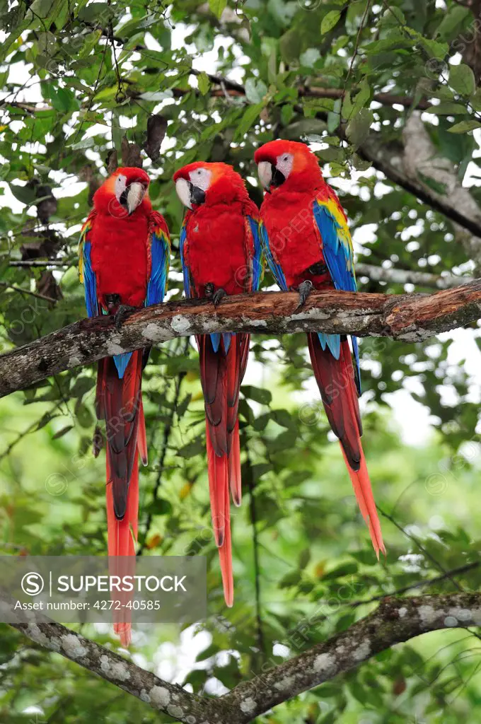 Three Macaw parrots perched on branch, Copan Ruinas, Central America, Honduras.