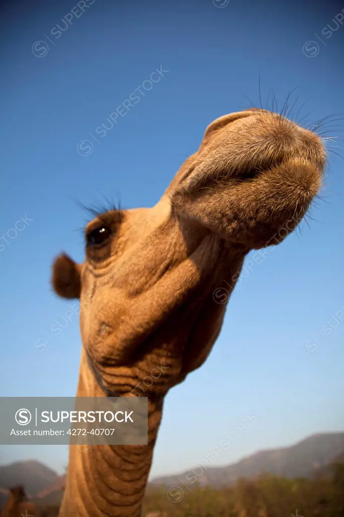 Isiolo, Northern Kenya. A camel in a traditional Somali Boma.