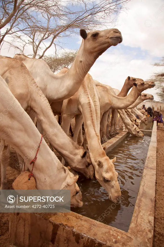 North of Merti, Northern Kenya. Camels drink at a northern watering hole.