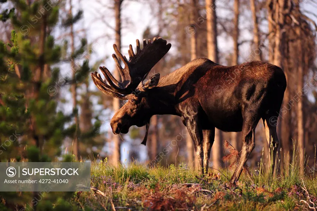 Moose in the Rocky Mountain National Park, Colorado, USA