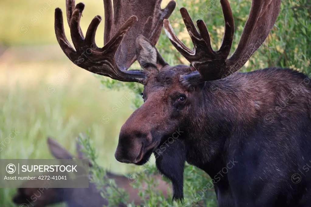 Moose in the Rocky Mountain National Park, Colorado, USA