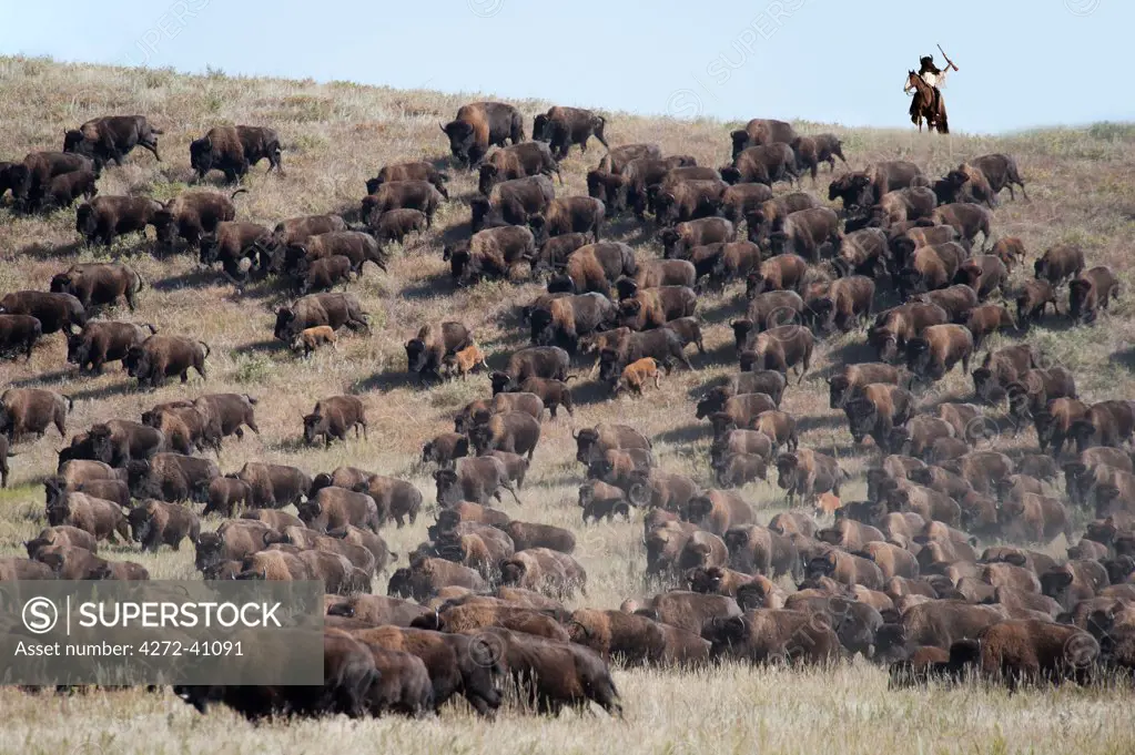 Buffalo Roundup in Custer State Park, Black Hills, South Dakota, USA MR