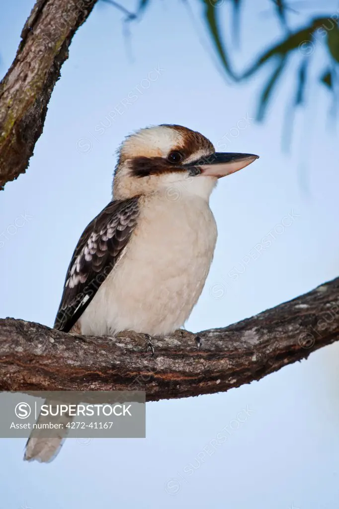 Australia, Queensland, Mareeba. Laughing Kookaburra , Dacelo novaeguineae, sitting on a tree branch.