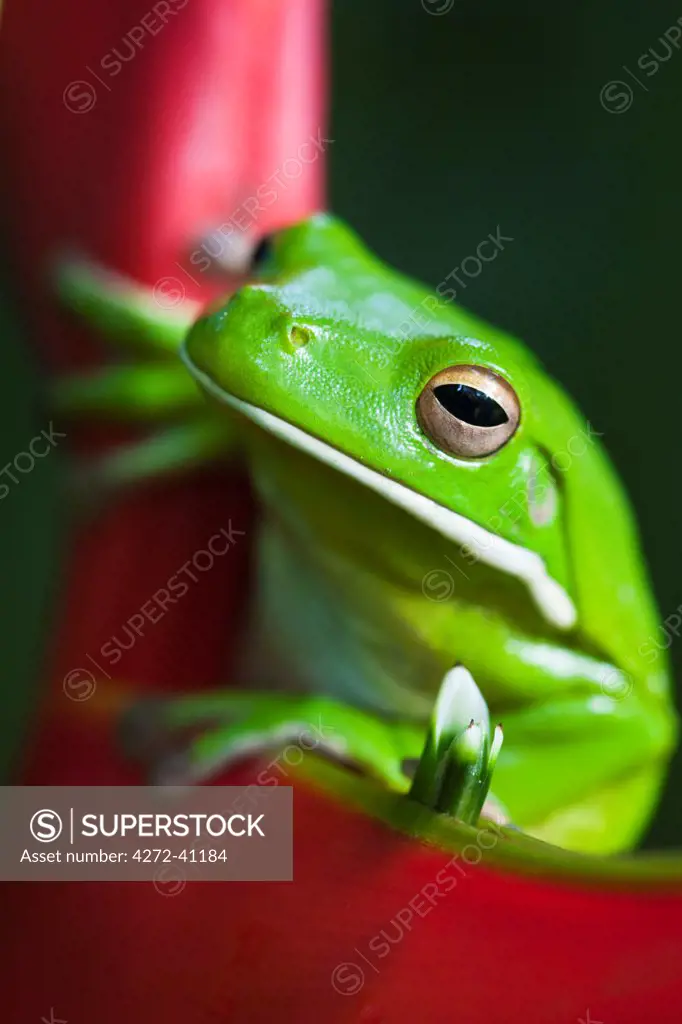 Australia, Queensland, Cairns. White lipped tree frog , Litoria infrafrenata, on a heliconia flower.