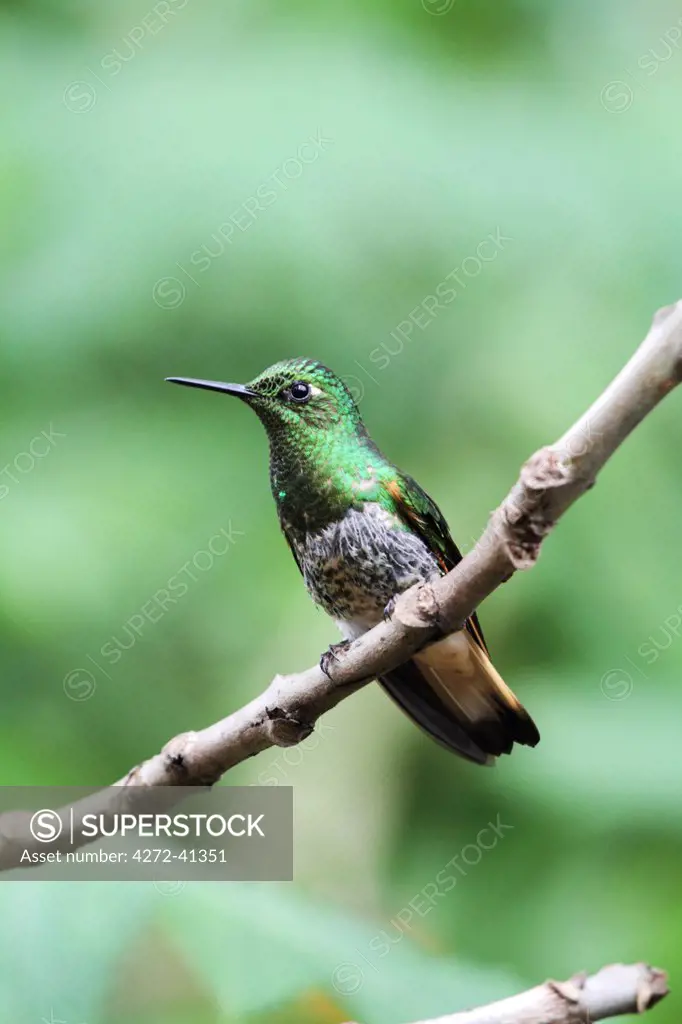 Buff tailed coronet hummingbird, Bellavista cloudforest, Ecuador