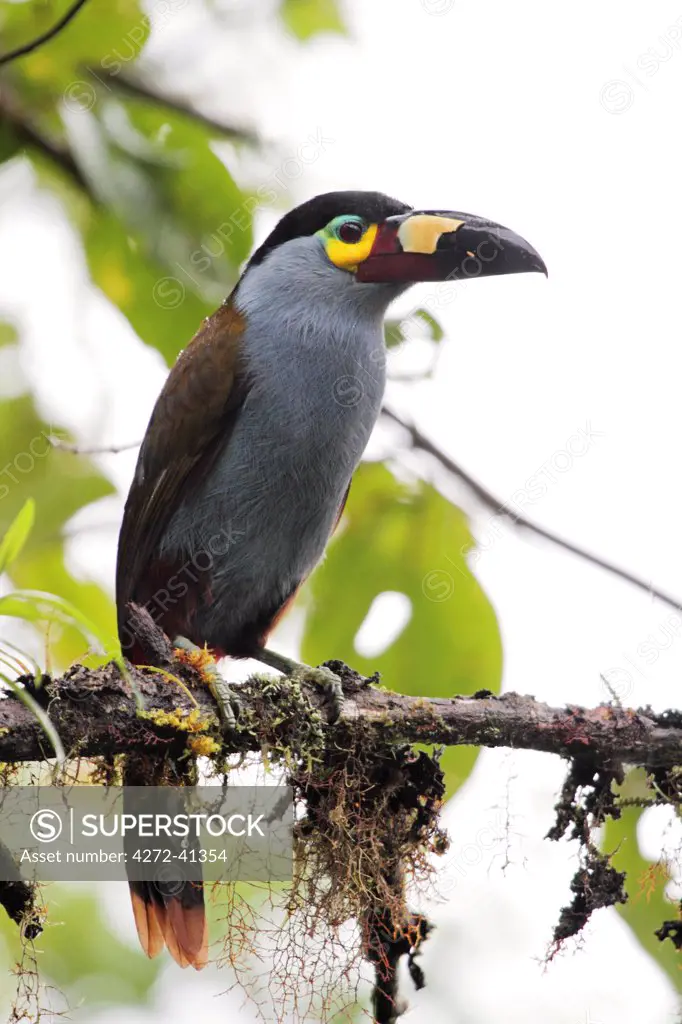 Plate billed mountain toucan, Bellavista cloudforest, Ecuador