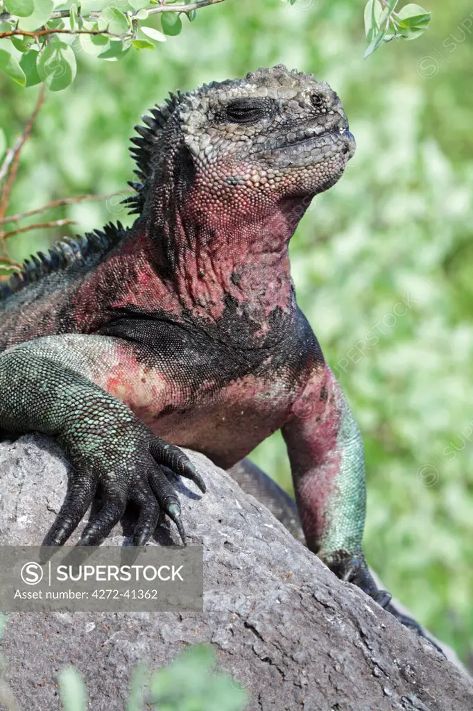 Marine iguana basking on a rock, Punta Suarez, Espanola, Galapagos Islands, Ecuador