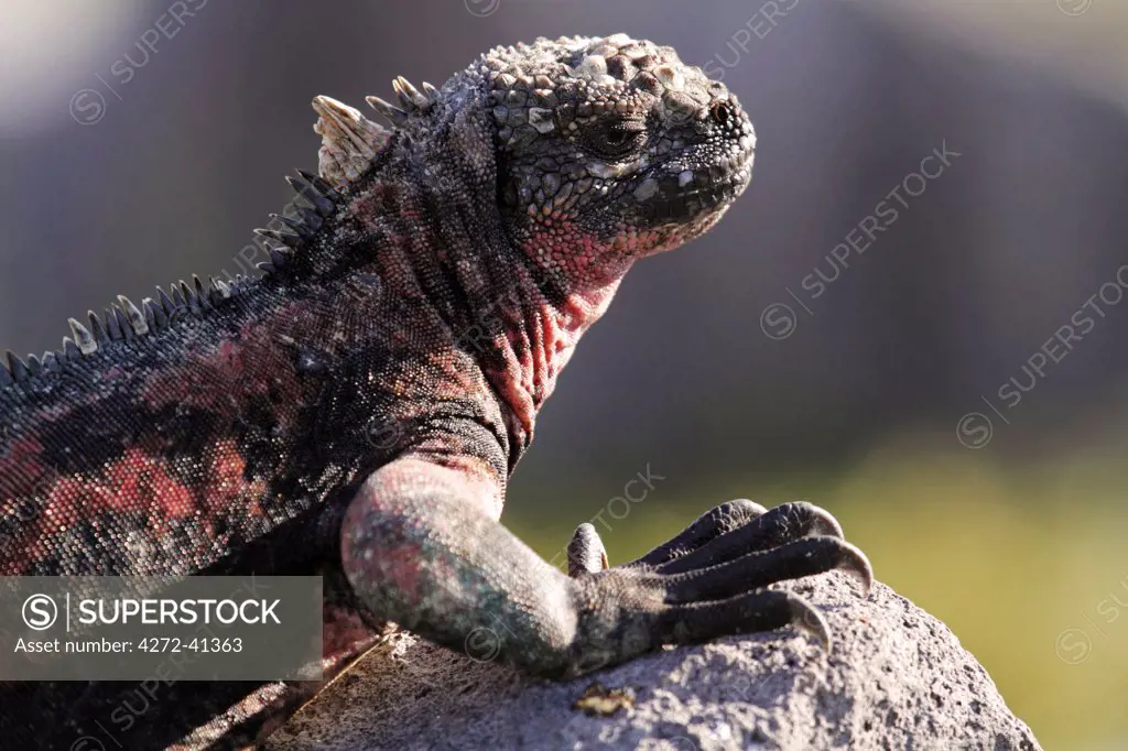 Marine iguana basking on a rock, Punta Suarez, Espanola, Galapagos Islands, Ecuador