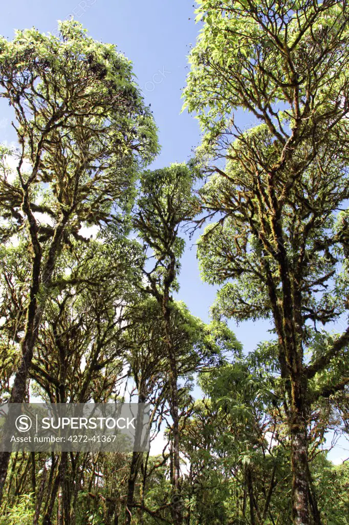 Scalesia , or giant daisy tree, forest in the highlands of Santa Cruz, Galapagos Islands, Ecuador