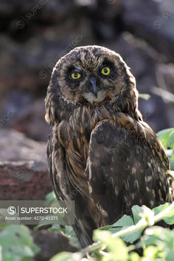 Short eared owl, Genovesa, Galapagos Islands, Ecuador