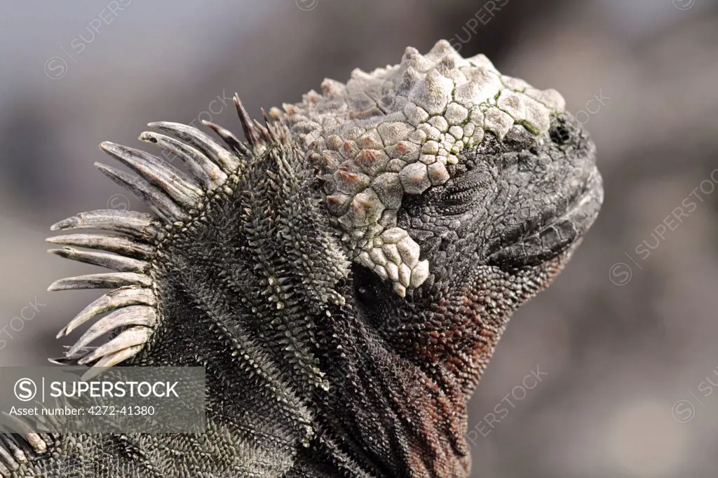 Portrait of a marine iguana, Fernandina, Galapagos Islands, Ecuador