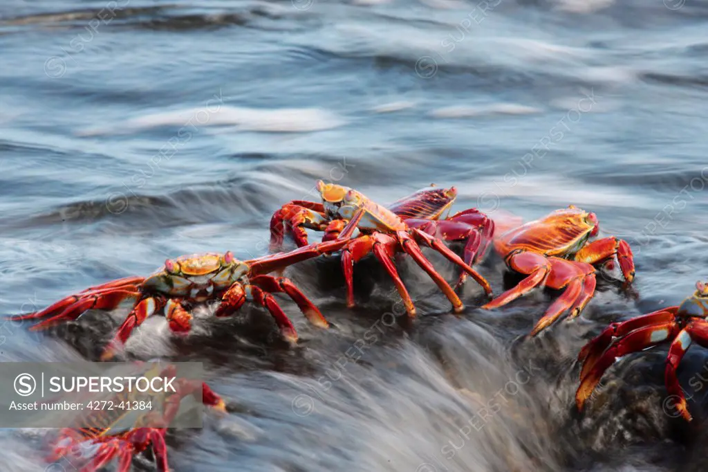 Sally lightfoot crabs feeding on wave swept rocks, Fernandina, Galapagos Islands, Ecuador