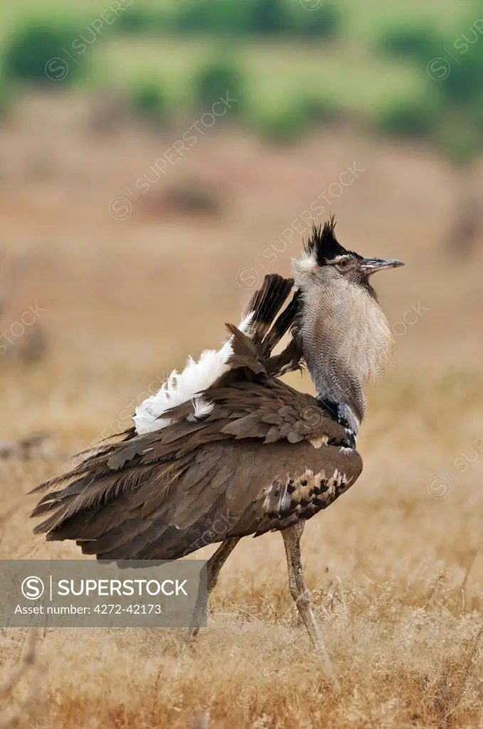 A male Kori Bustard displaying in Tsavo East National Park.