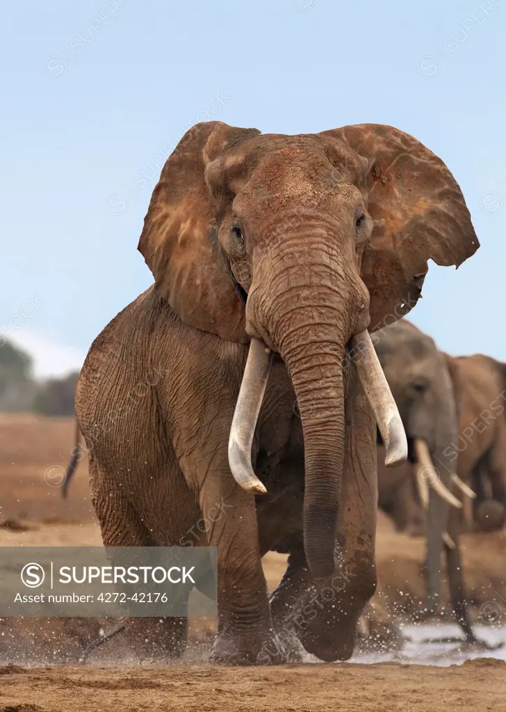 A large bull elephant at a waterhole in Tsavo East National Park.