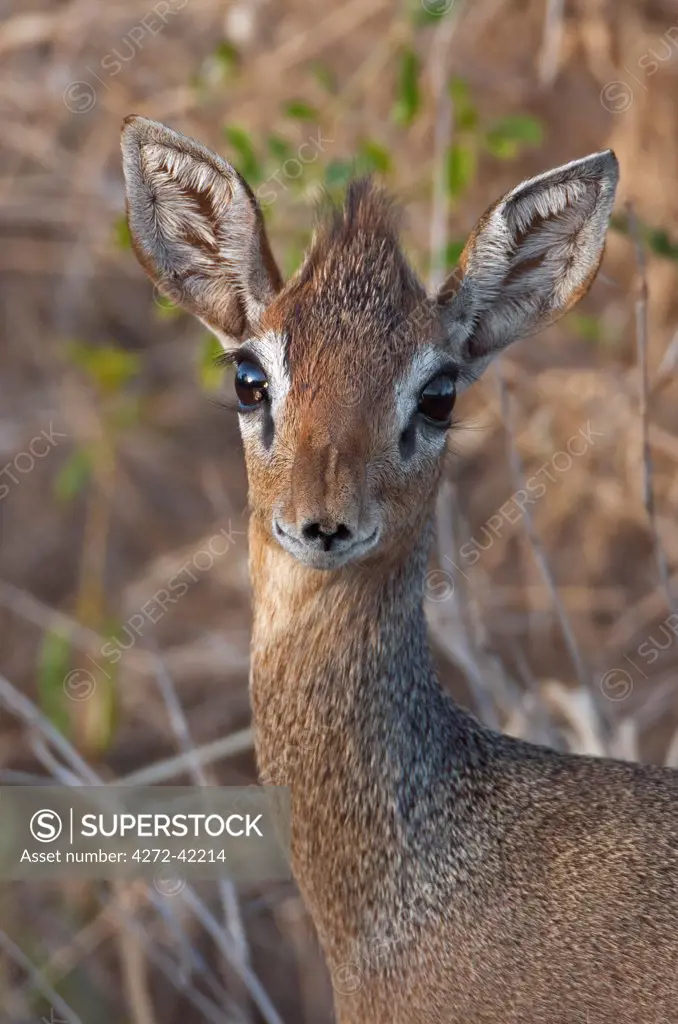 A close up of a diminutive Kirks Dikdik at Amboseli.