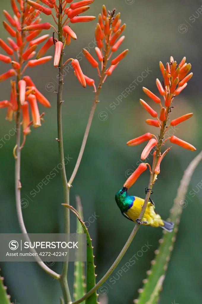 A Variable Sunbird , falkensteini, feeding on an aloe flower.