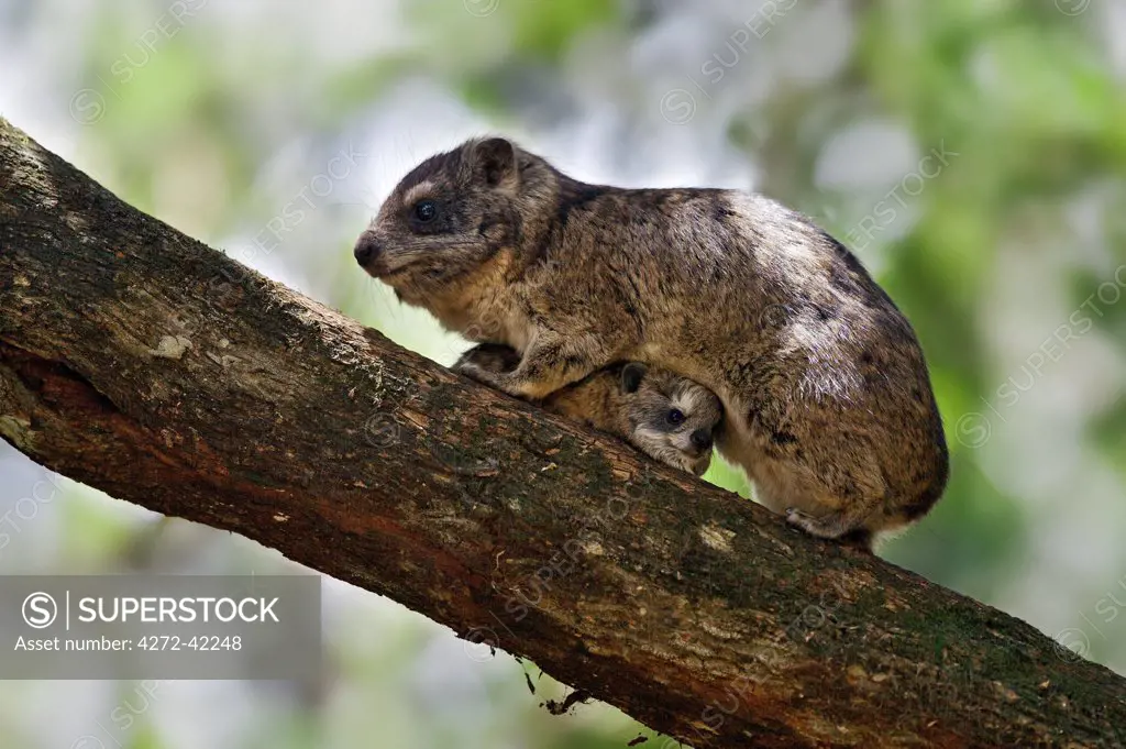 A Southern tree hyrax protecting its young.