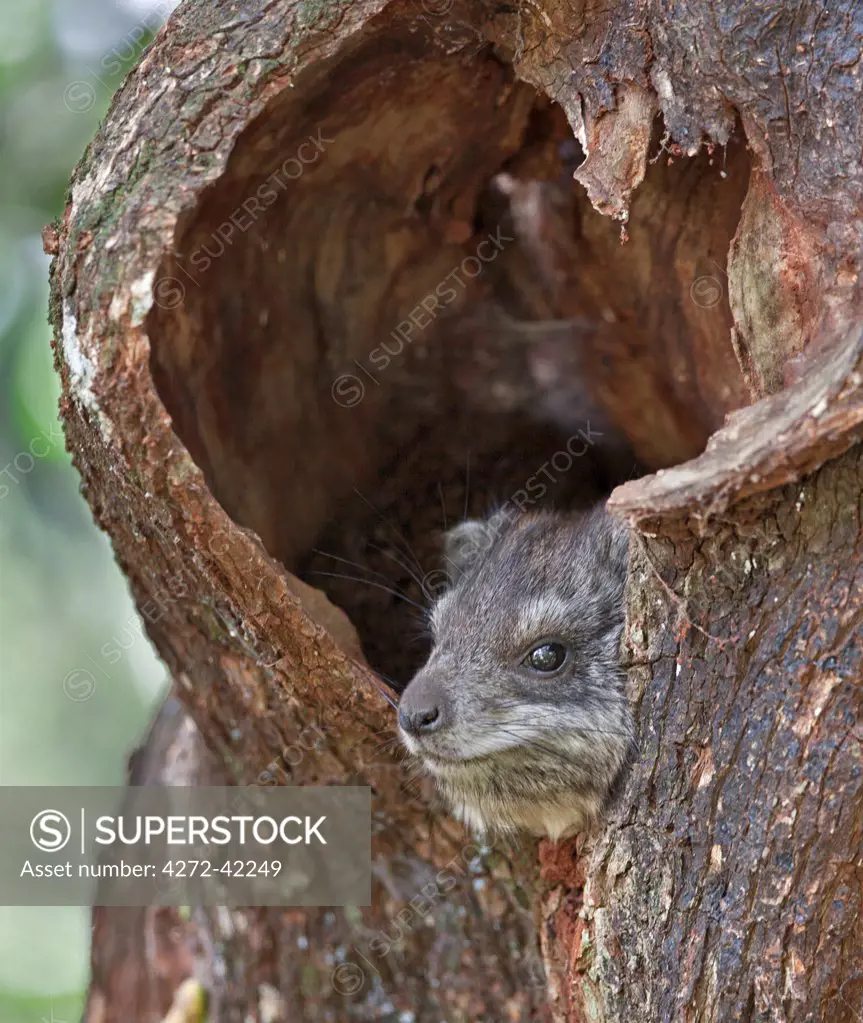 A Southern tree hyrax peeping out of its shelter.