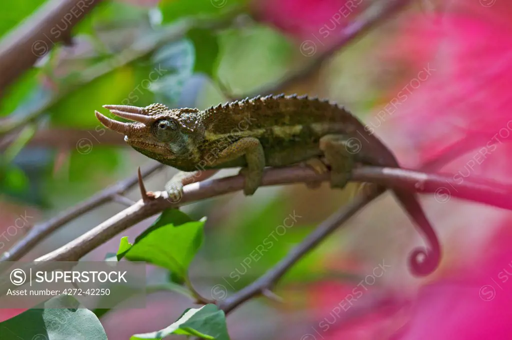 A Jacksons three horned Chameleon.