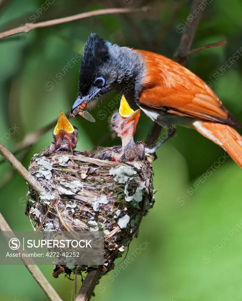 A male African Paradise flycatcher feeding young chicks with a large insect.