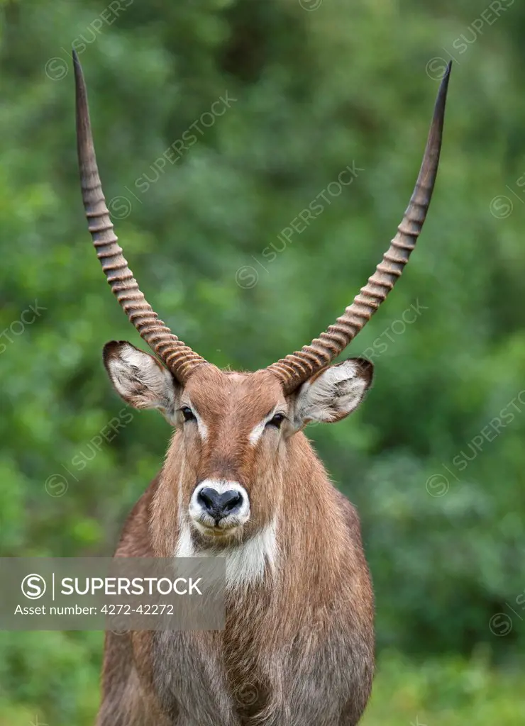 A male Defassa Waterbuck, Aberdare National Park, Kenya