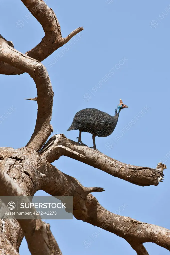 A helmeted Guineafowl on a dead tree, Amboseli National Park, Kenya