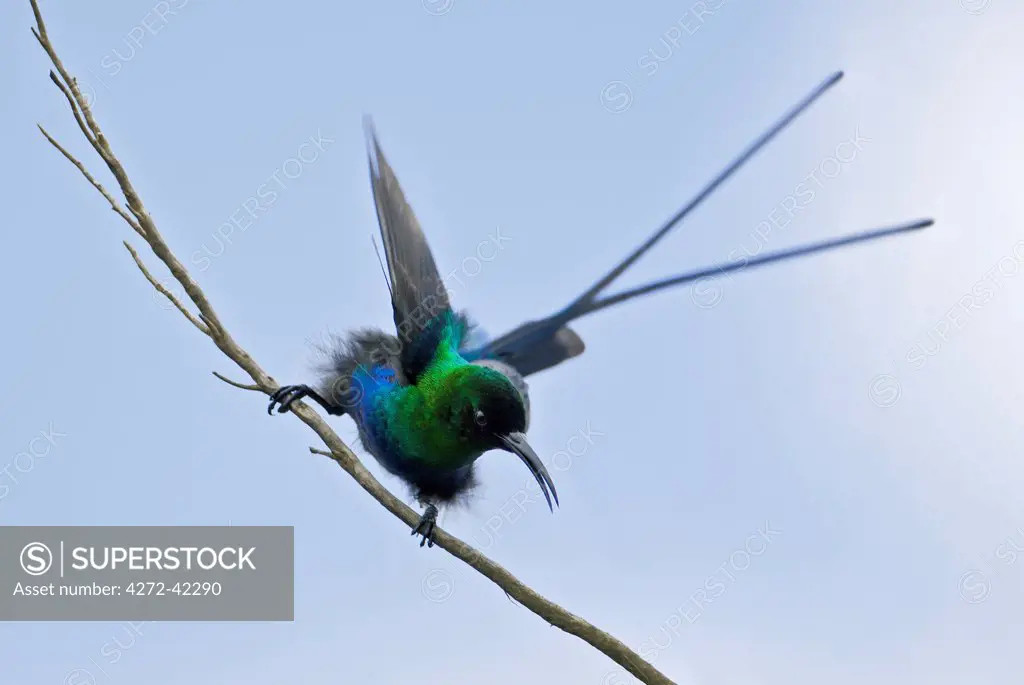 A Malachite Sunbird on the moorlands of Mount Kenya, Kenya