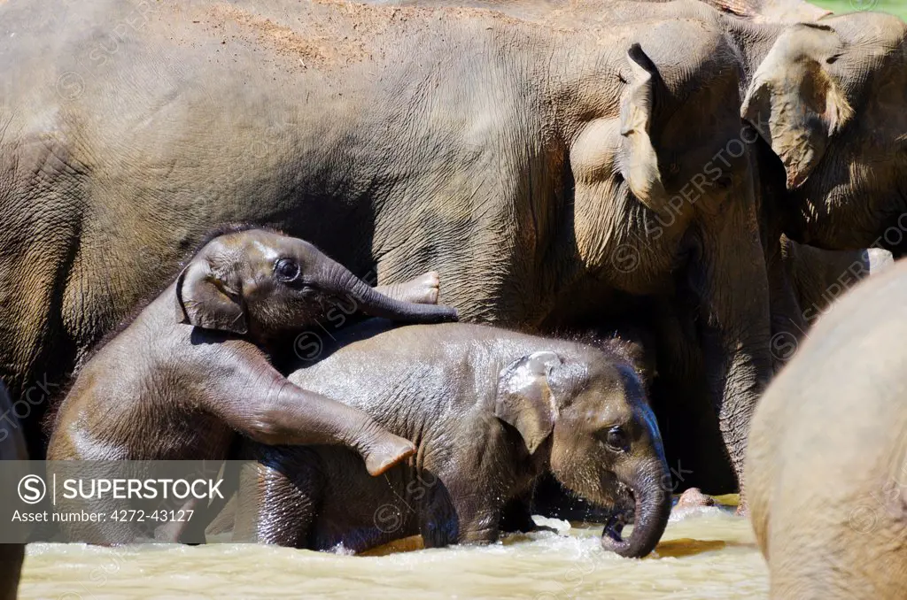 Sri Lanka, Pinnewala Elephant Orphanage near Kegalle, baby elephant bathing