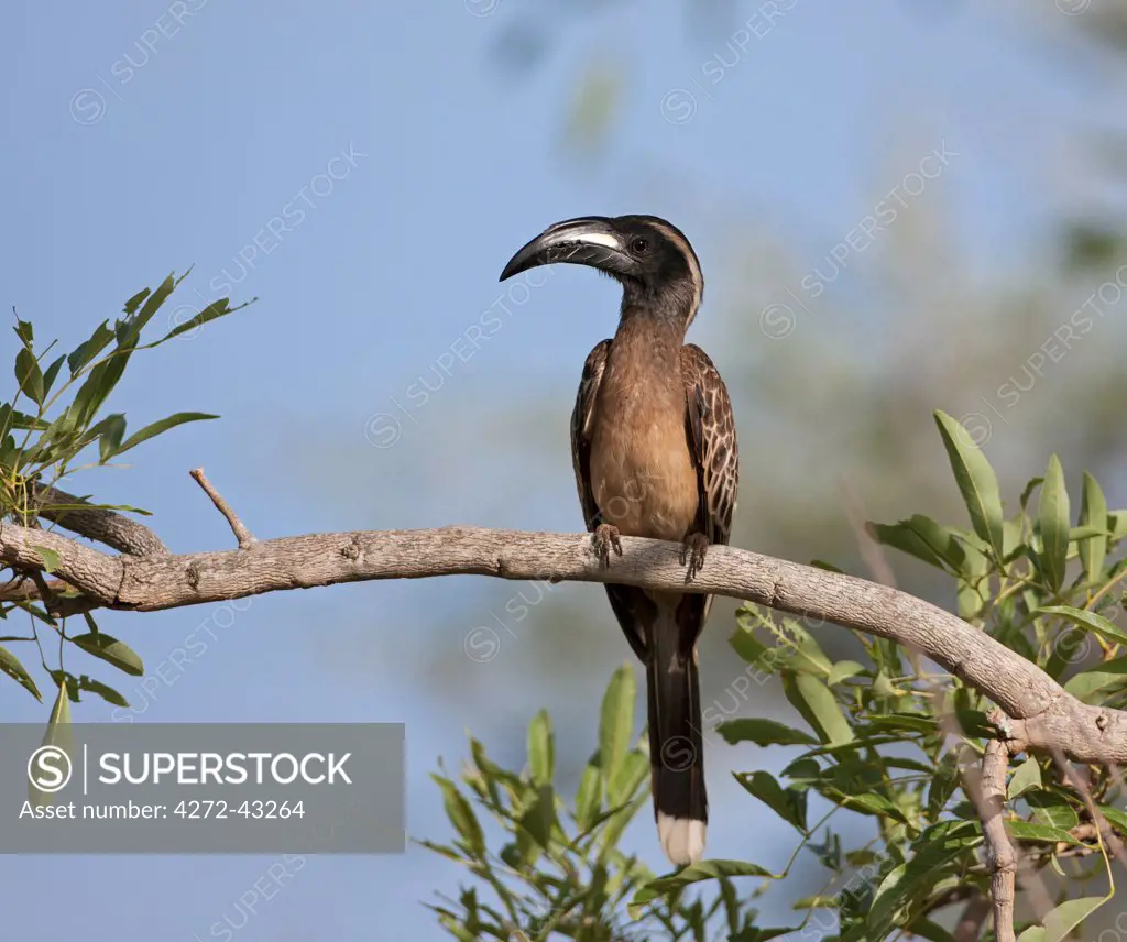 An African Grey Hornbill in Kidepo National Park, Uganda, Africa