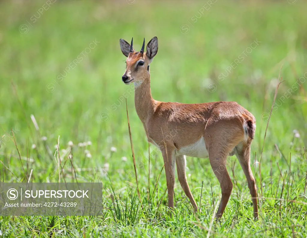 A male Oribi in Murchison Falls National Park, Uganda, Africa