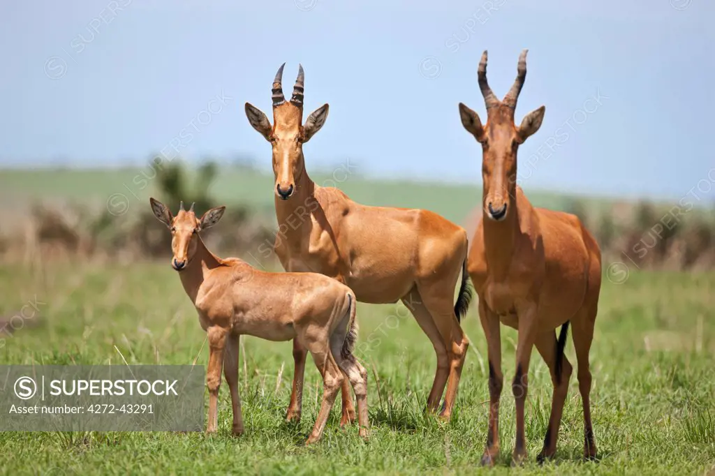 A family of Jacksons Hartebeest in Murchison Falls National Park, Uganda, Africa