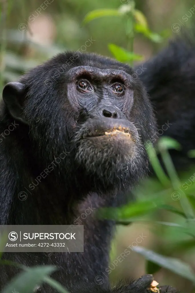 A chimpanzee feeding in the Kibale Forest National Park, Uganda, Africa