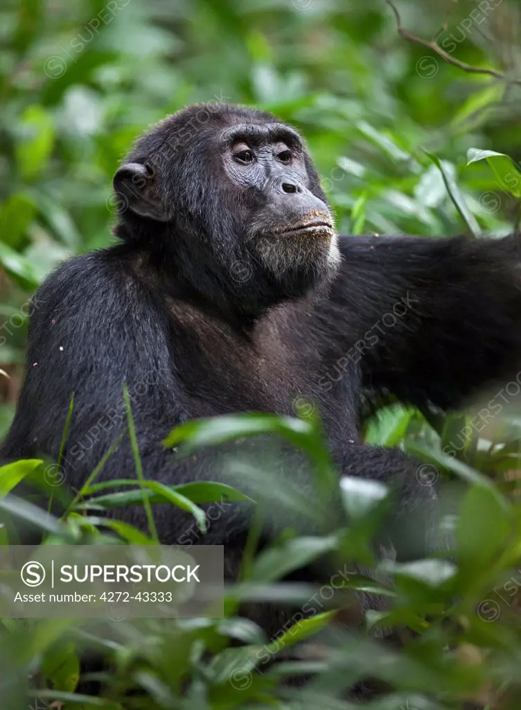 A chimpanzee in the Kibale Forest National Park, Uganda, Africa