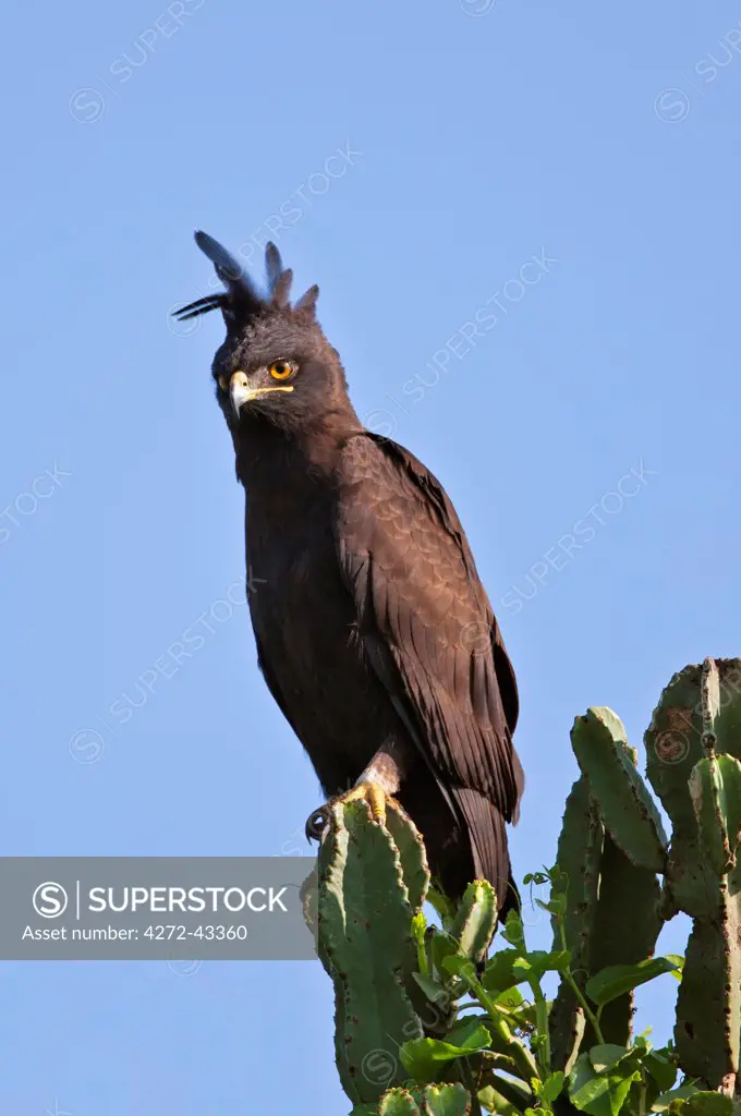 A Long crested Eagle with its long loose crest blowing in the breeze, Uganda, Africa