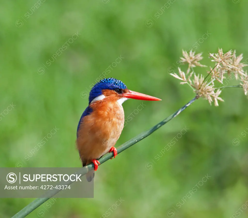 A beautiful Malachite Kingfisher perched on a reed beside the Kazinga Channel in Queen Elizabeth National Park, Uganda, Africa