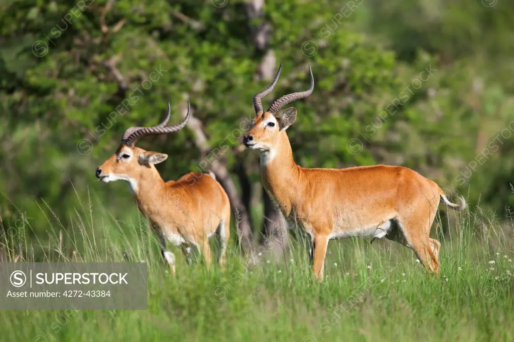 Male Uganda Kobs. They are distinguished from females by their thick, lyrate horns, Uganda, Africa