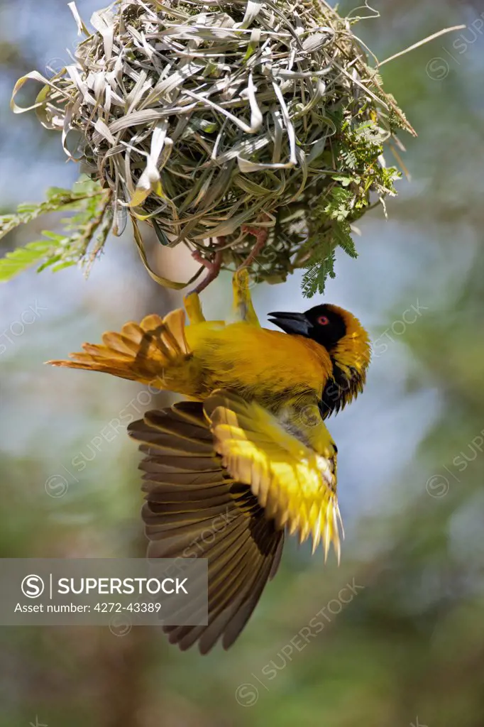 A Black headed Weaver builds its nest, Uganda, Africa