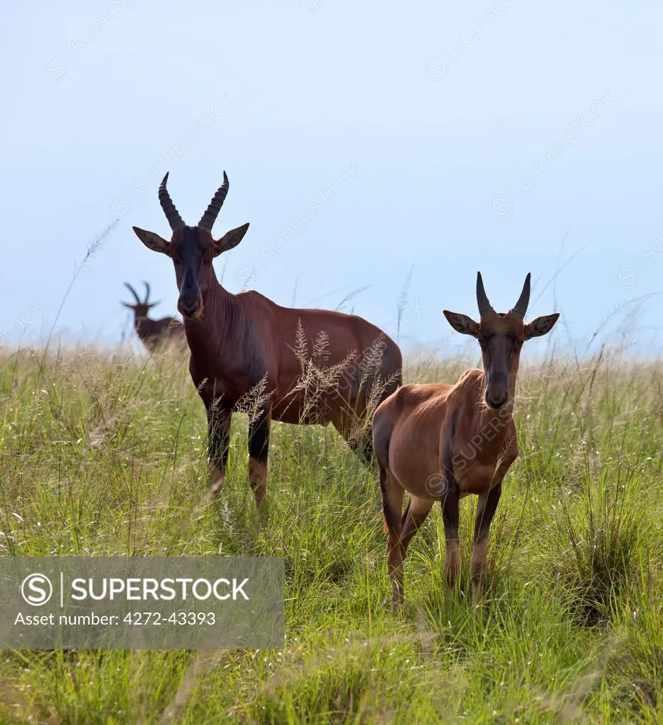 Topis in lush green grass at Ishasha, Uganda, Africa