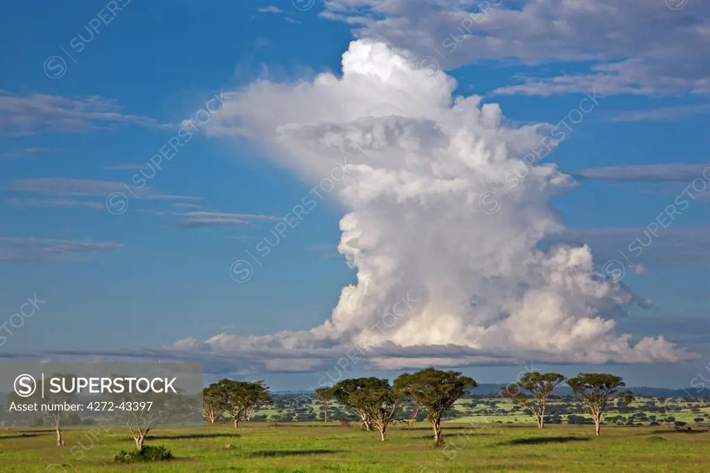 A colossal Cumulonimbus rises above the tree dotted, rolling grass plains at Ishasha in the far southwest corner of the Queen Elizabeth National Park, Uganda, Africa