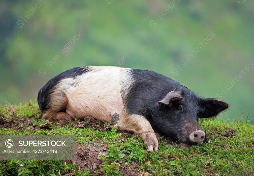 A local breed of pig lying on a bank in the rain, Uganda, Africa