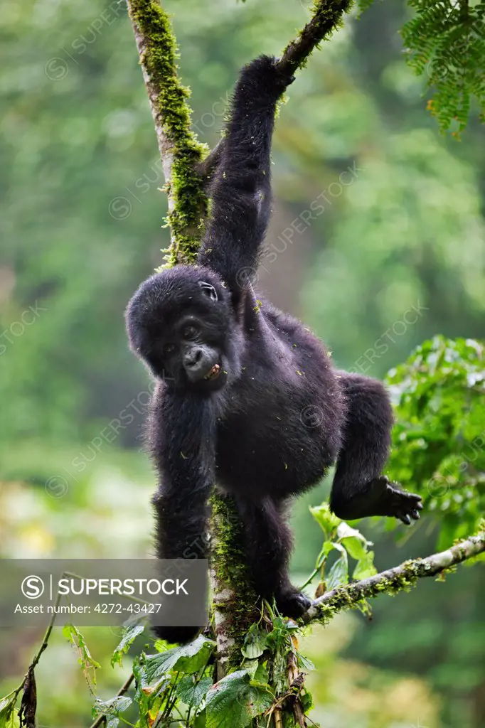 The 18 months old baby Mountain Gorilla Rotary of the Nshongi Group swings playfully in a tree in the Bwindi Impenetrable Forest of Southwest Uganda, Africa