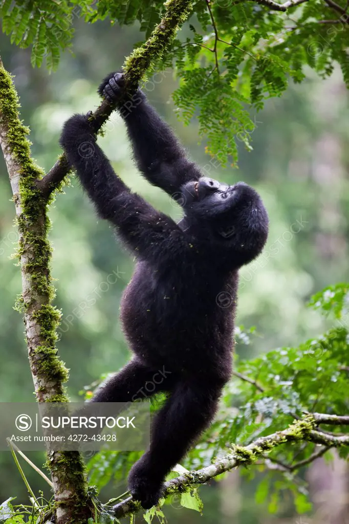 The 18 months old baby Mountain Gorilla Rotary of the Nshongi Group climbs a tree in the Bwindi Impenetrable Forest of Southwest Uganda, Africa