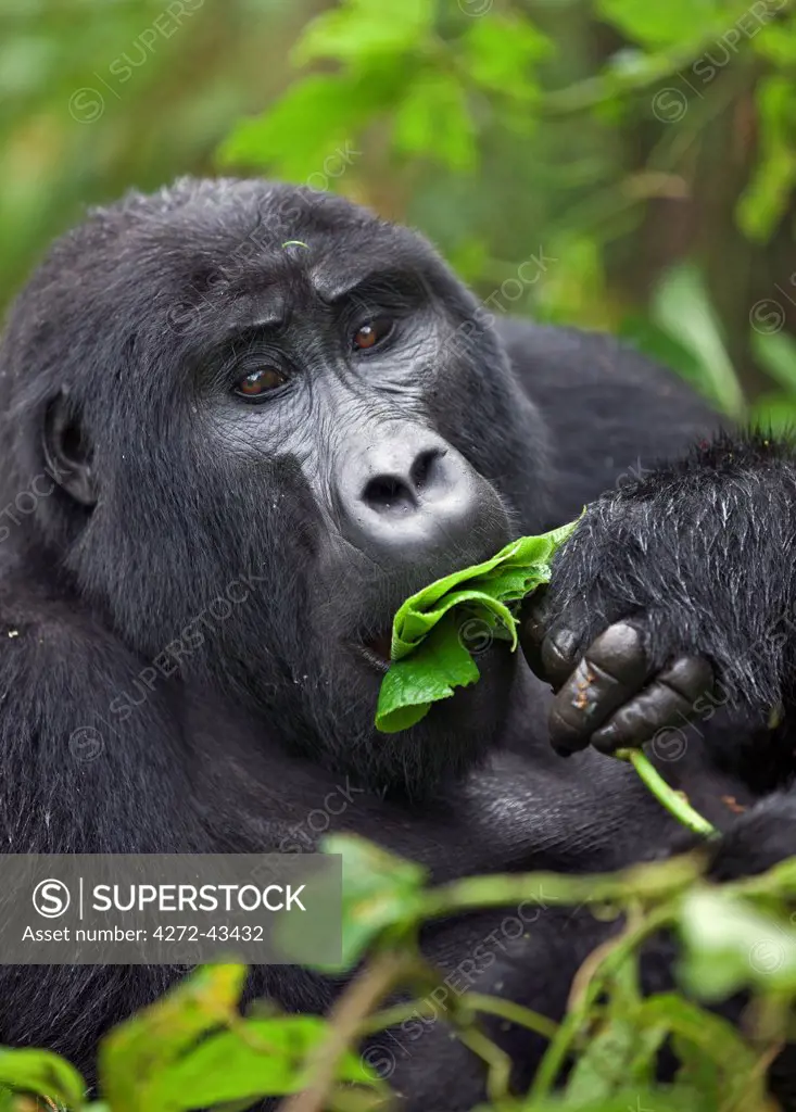 A Mountain Gorilla of the Nshongi Group feeds on leaves in the Bwindi Impenetrable Forest of Southwest Uganda, Africa