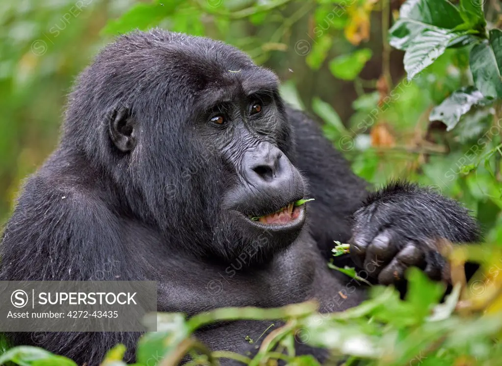 A Mountain Gorilla of the Nshongi Group feeds on leaves in the Bwindi Impenetrable Forest of Southwest Uganda, Africa