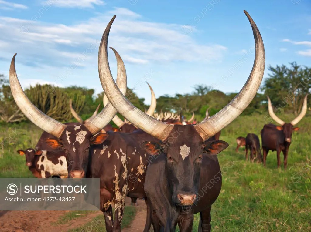 Magnificent long horned Ankole cattle belong to the pastoral Bahima people whose culture is bound by their relationship with cattle, Uganda, Africa