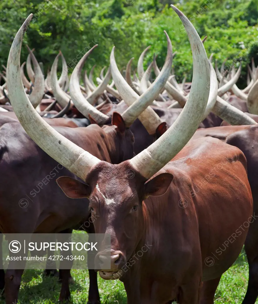 Magnificent long horned Ankole cattle belong to the pastoral Bahima people whose culture is bound by their relationship with cattle, Uganda, Africa