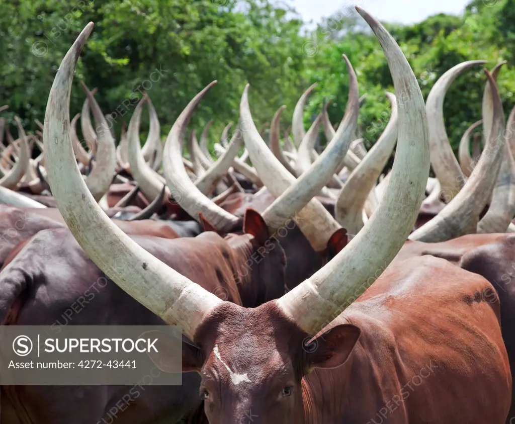 Magnificent long horned Ankole cattle belong to the pastoral Bahima people whose culture is bound by their relationship with cattle, Uganda, Africa