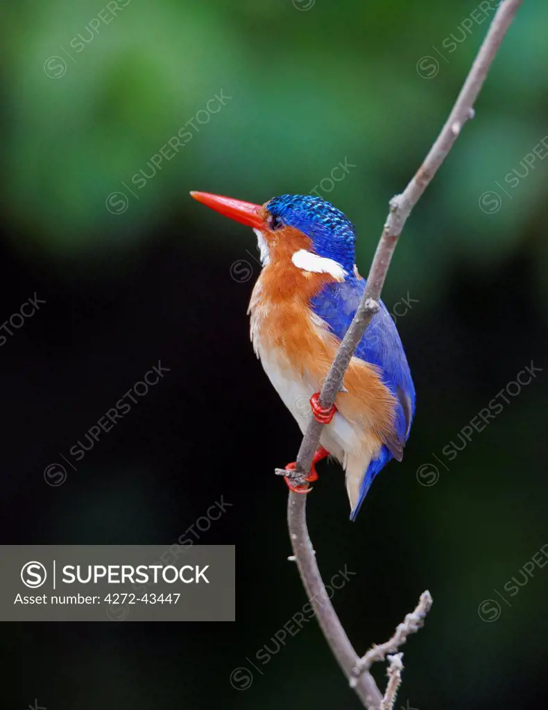 A beautiful Malachite Kingfisher at Lake Mburo, Uganda, Africa