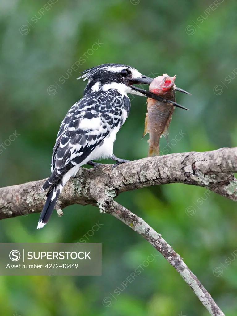 A Pied Kingfisher at Lake Mburo with a fish almost as big as itself, Uganda, Africa